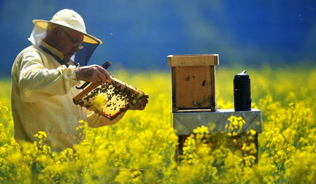 new zealand beekeeper illustration